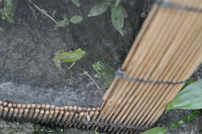 京都水族館　カエル